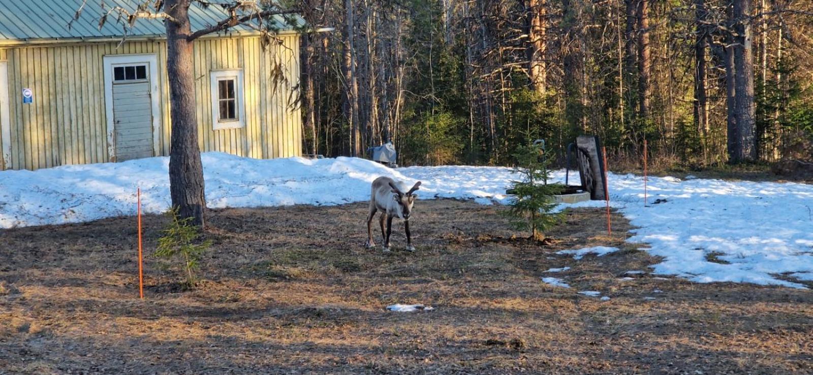 Hotel Lapland Old School Muonio Zewnętrze zdjęcie